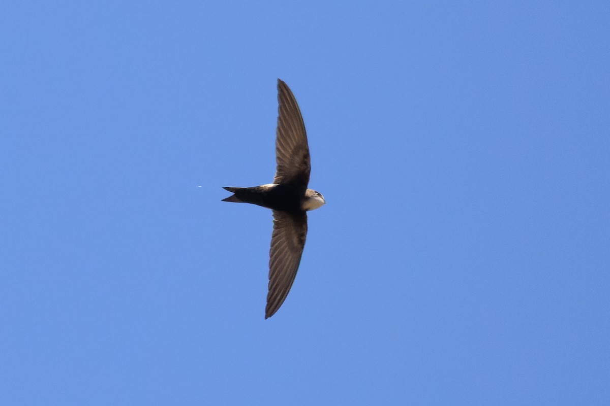 Horus Swift - ML637791695