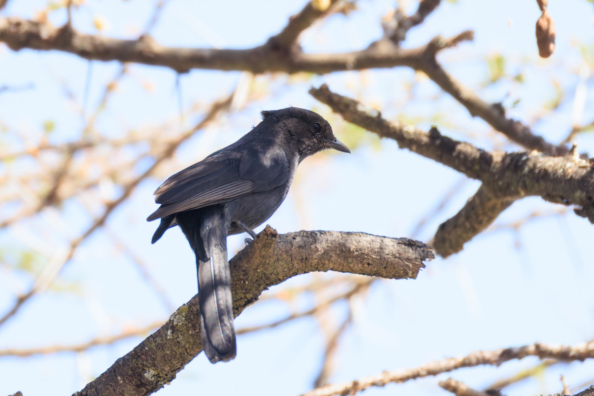 Northern Black-Flycatcher - ML637791704