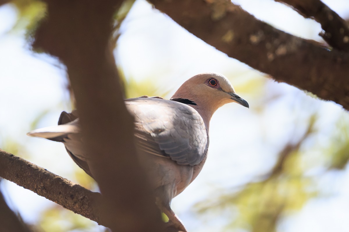 Red-eyed Dove - ML637791731