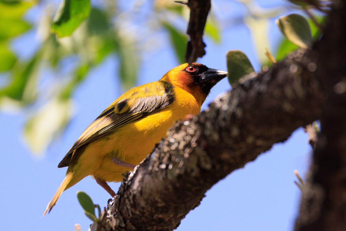 Rüppell's Weaver - ML637791754
