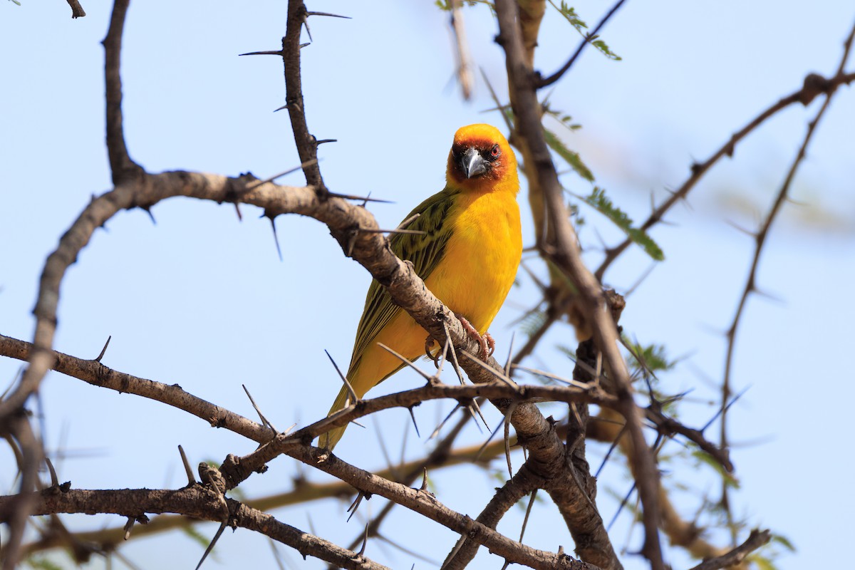 Rüppell's Weaver - ML637791756