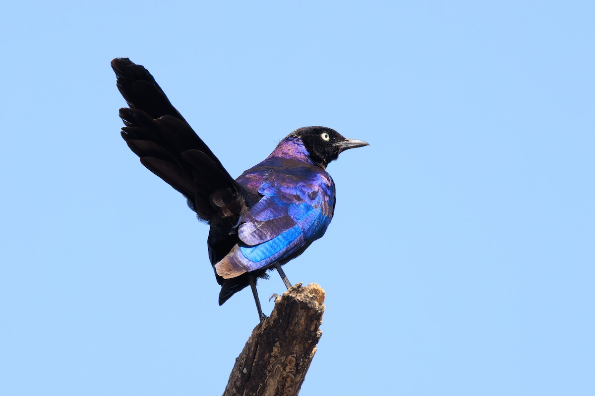 Rüppell's Starling - ML637791764