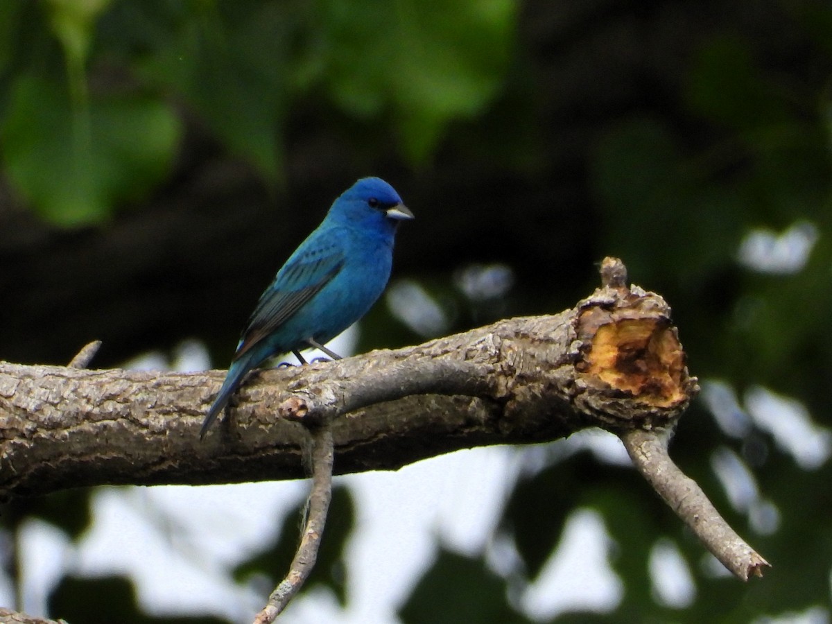 Indigo Bunting - ML637791765