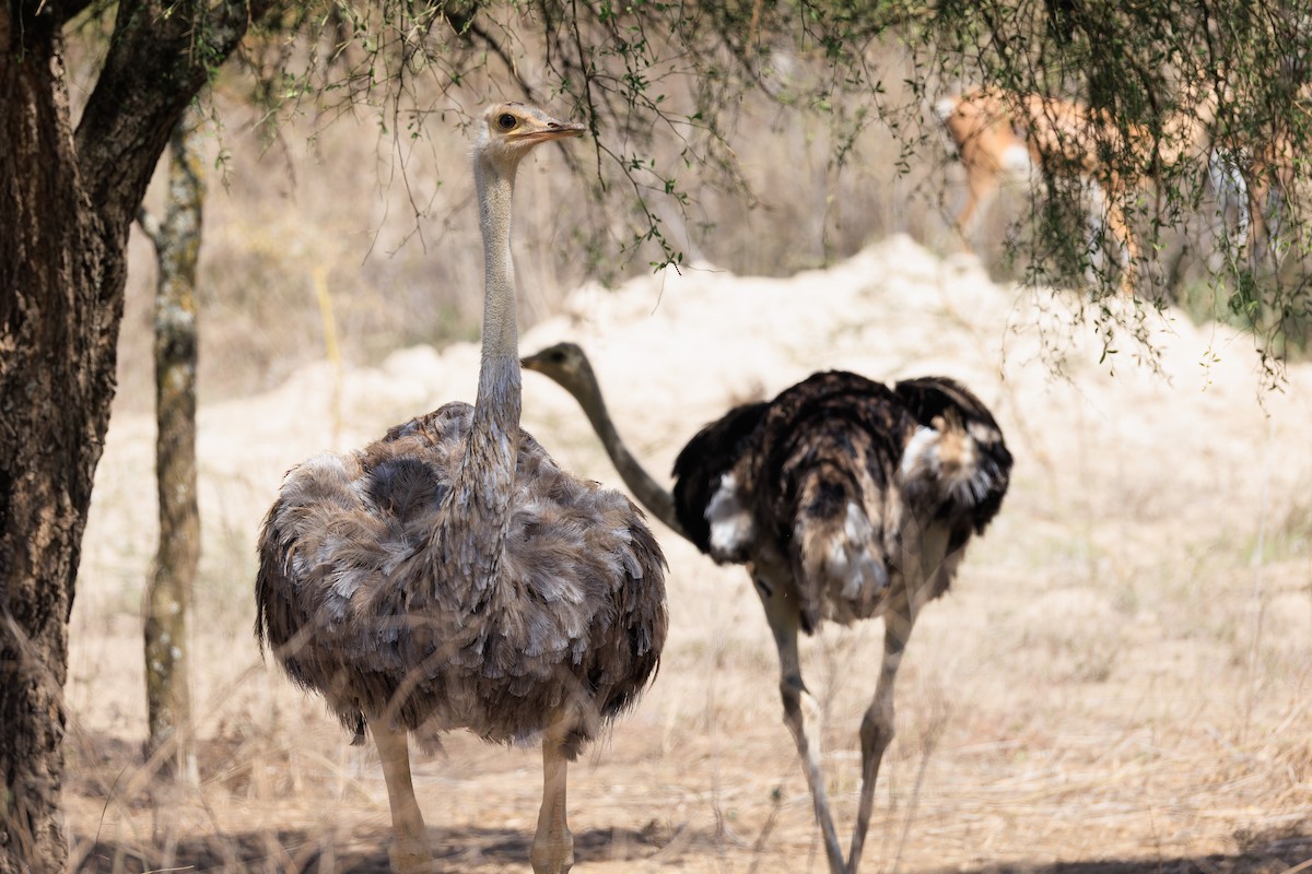 Somali Ostrich - ML637791770