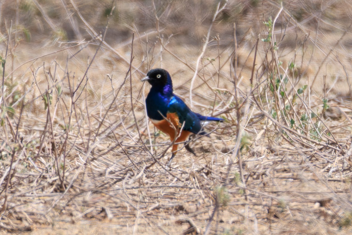 Superb Starling - ML637791773