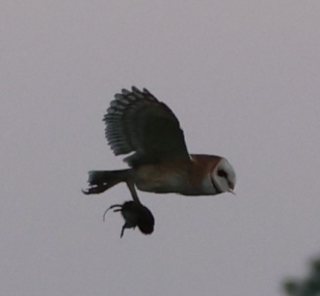 American Barn Owl - ML637791775