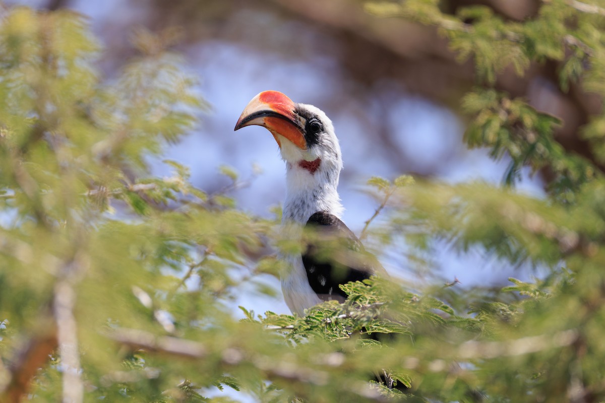 Von der Decken's Hornbill - ML637791783