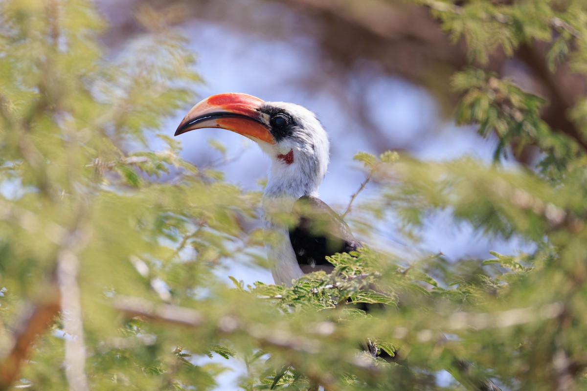 Von der Decken's Hornbill - ML637791784