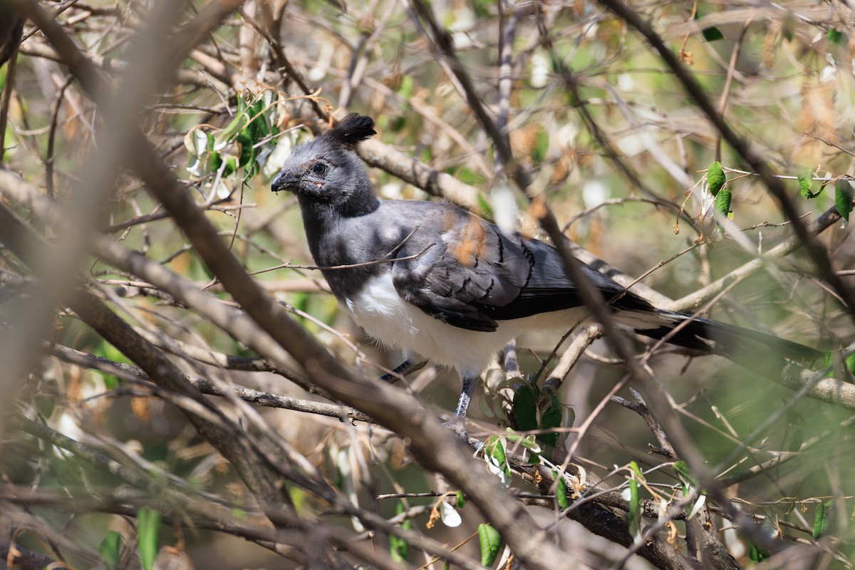 White-bellied Go-away-bird - ML637791791