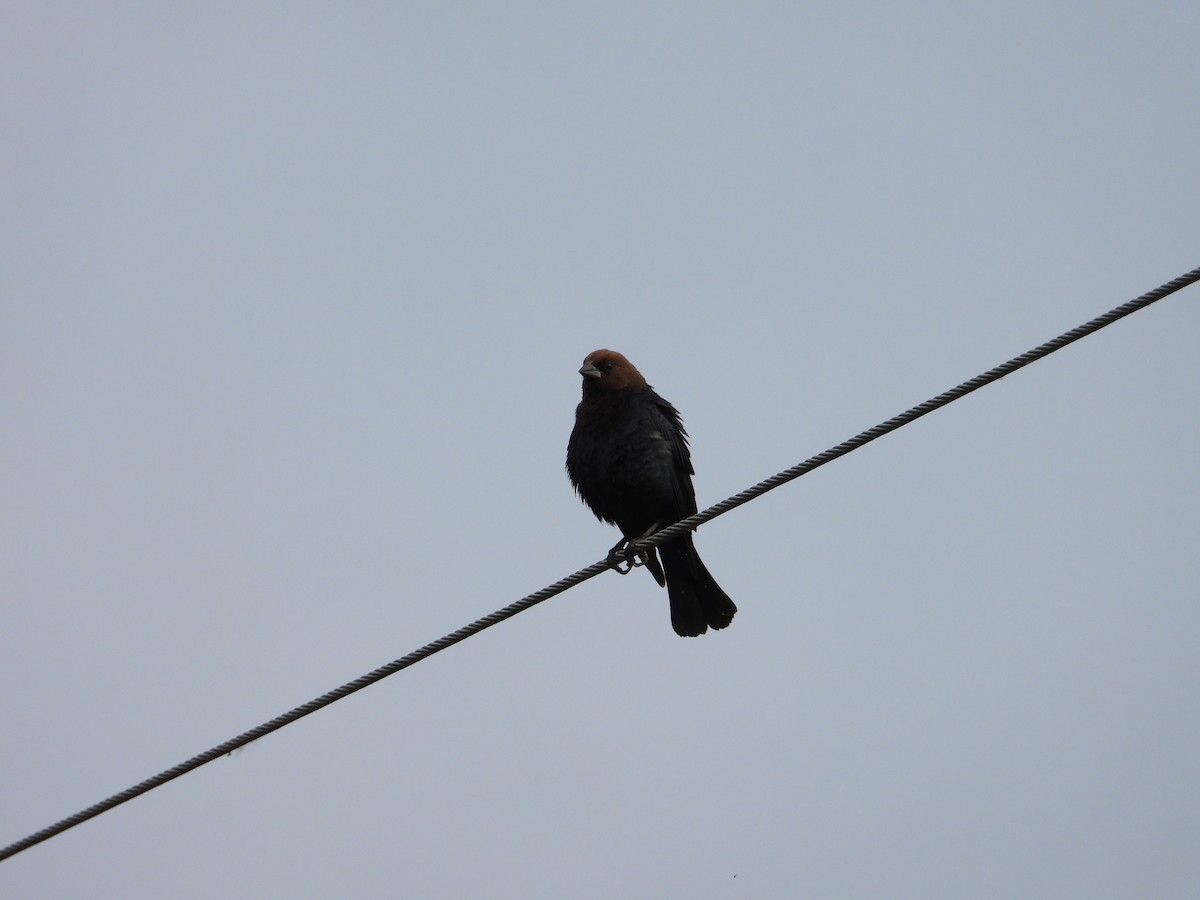 Brown-headed Cowbird - ML637791793