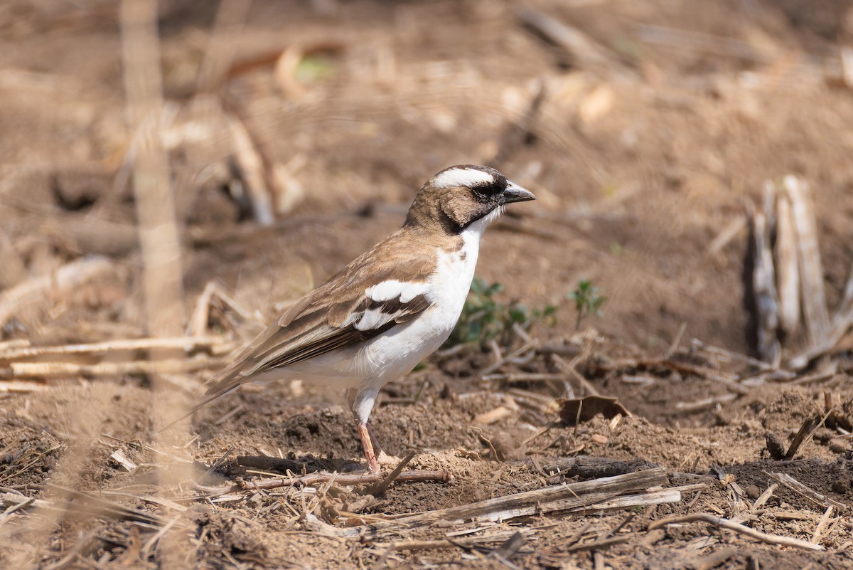 White-browed Sparrow-Weaver - ML637791795