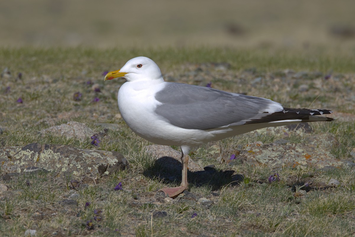 Mongolian Gull - ML637791823