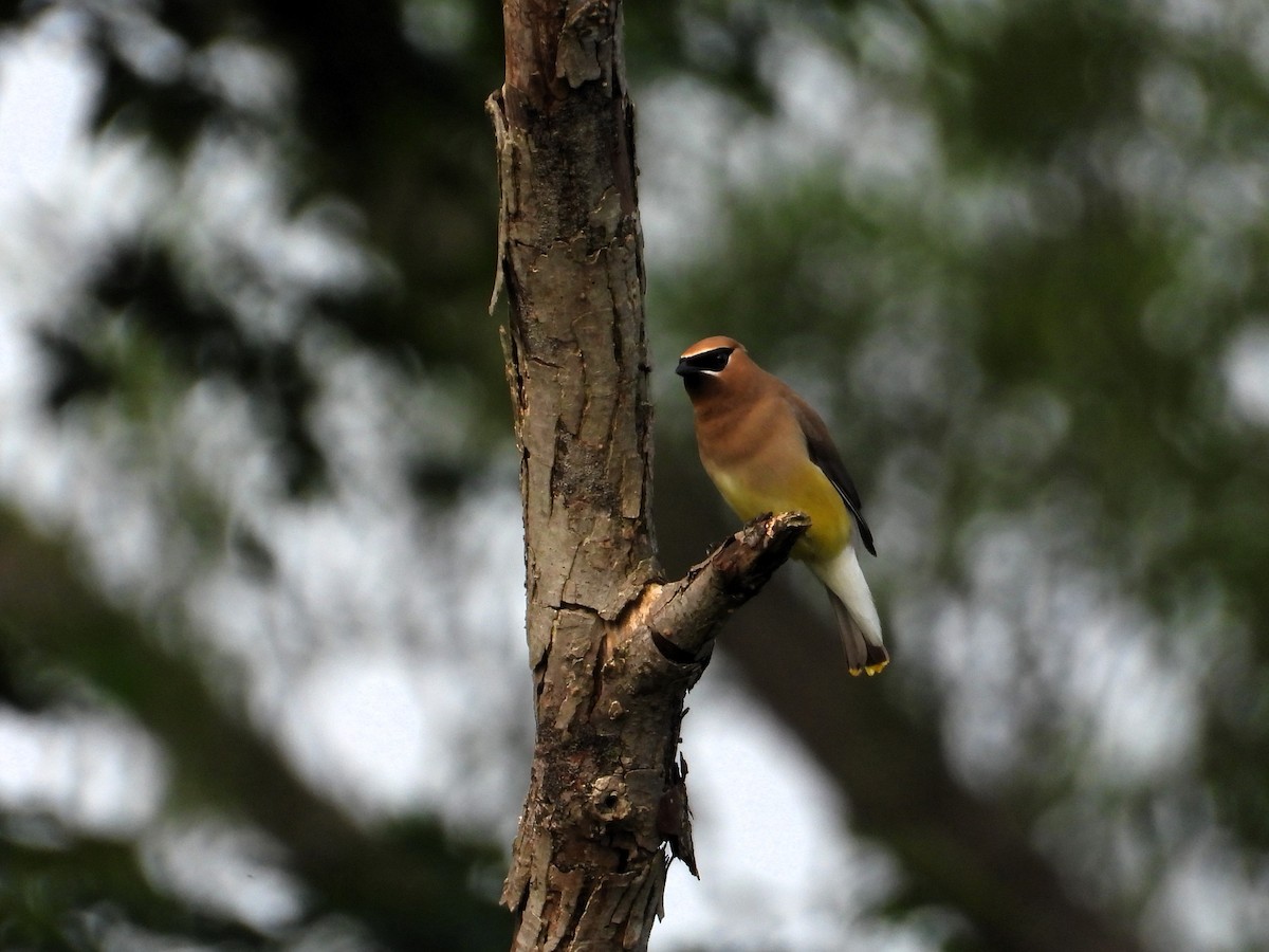 Cedar Waxwing - ML637791824