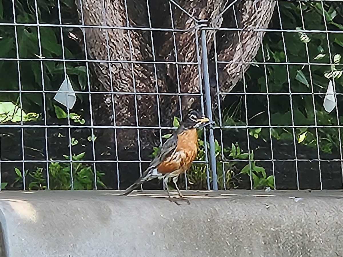 American Robin - ML637791841