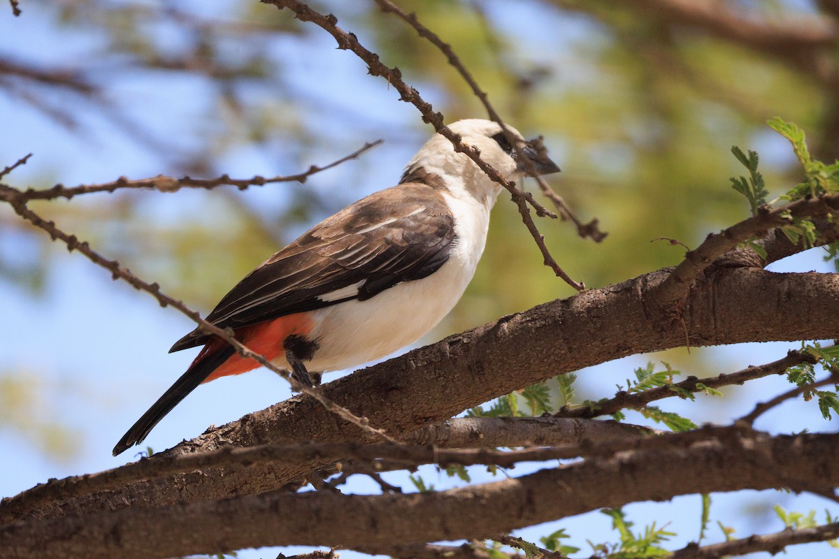White-headed Buffalo-Weaver - ML637791852