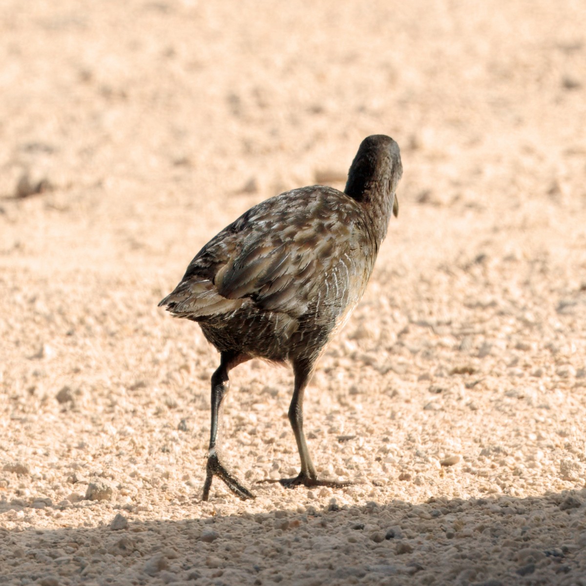 Clapper Rail - ML637791853