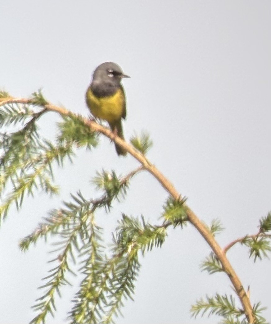 MacGillivray's Warbler - ML637791862