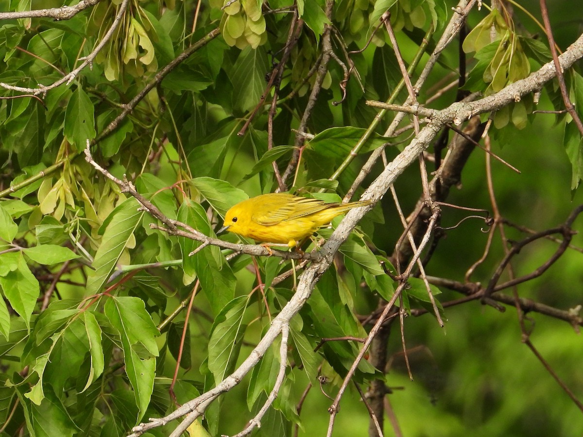 Yellow Warbler - ML637791875