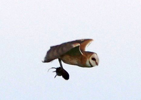 American Barn Owl - ML637791909