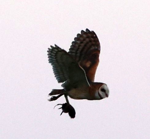 American Barn Owl - ML637791910
