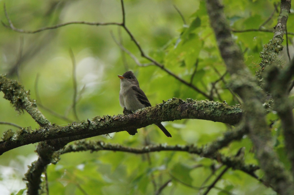 Eastern Wood-Pewee - ML637791911