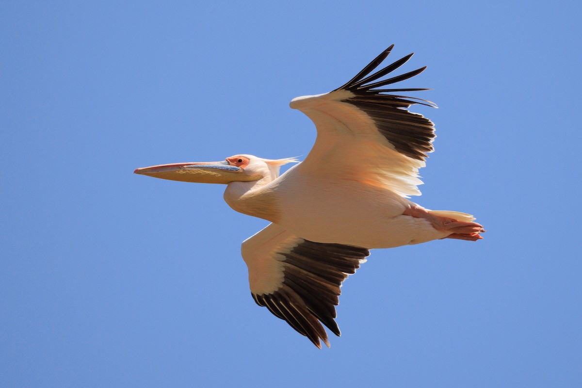 Great White Pelican - ML637791917