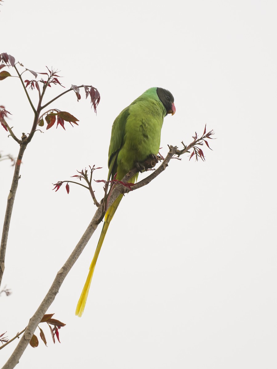 Slaty-headed Parakeet - ML637791921