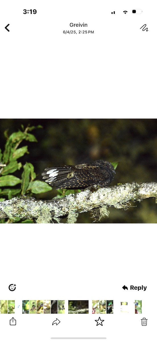 Dusky Nightjar - ML637791922