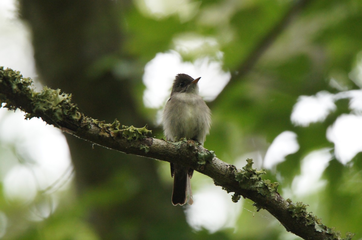 Eastern Wood-Pewee - ML637791923