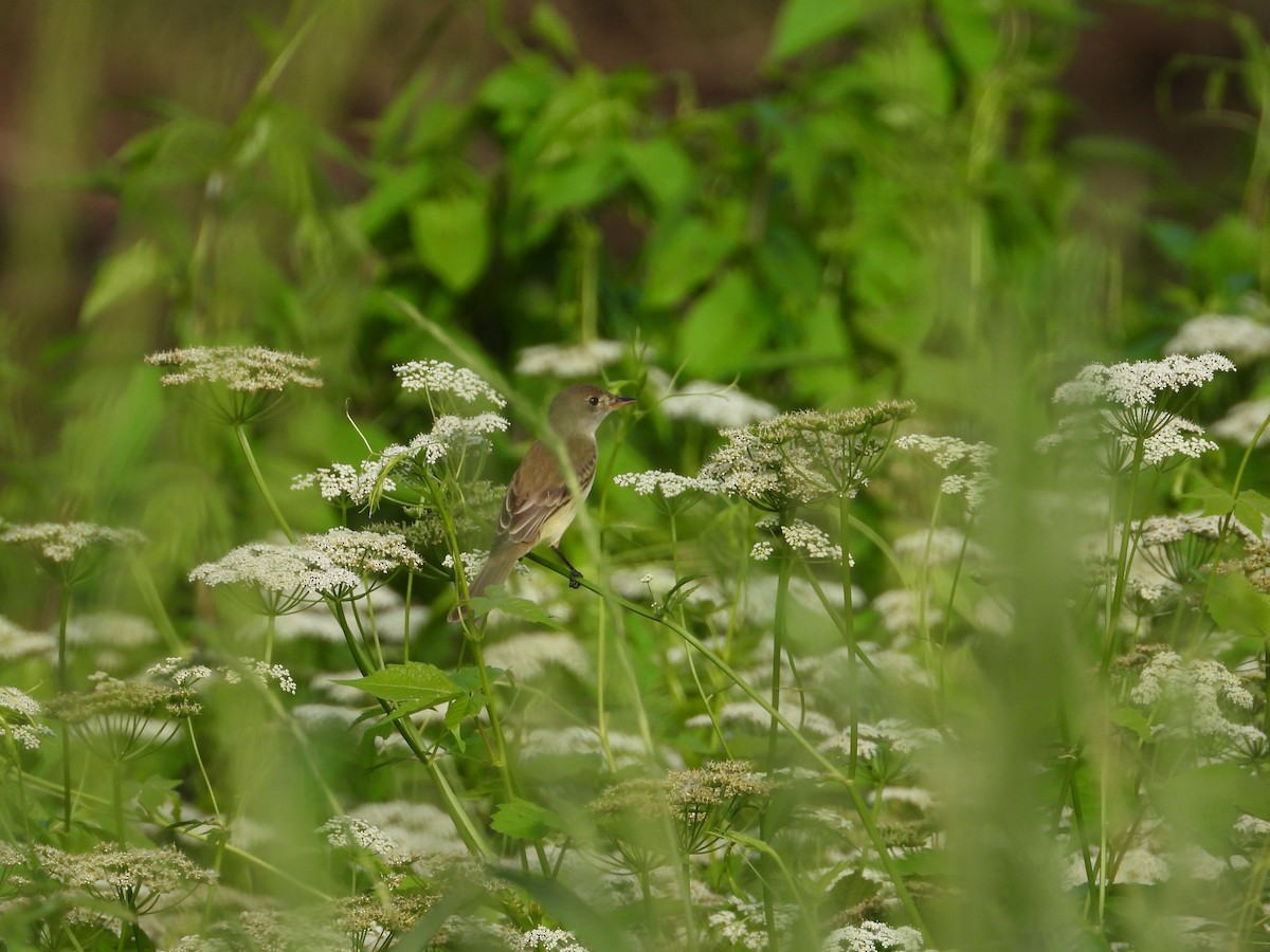Willow Flycatcher - ML637791926