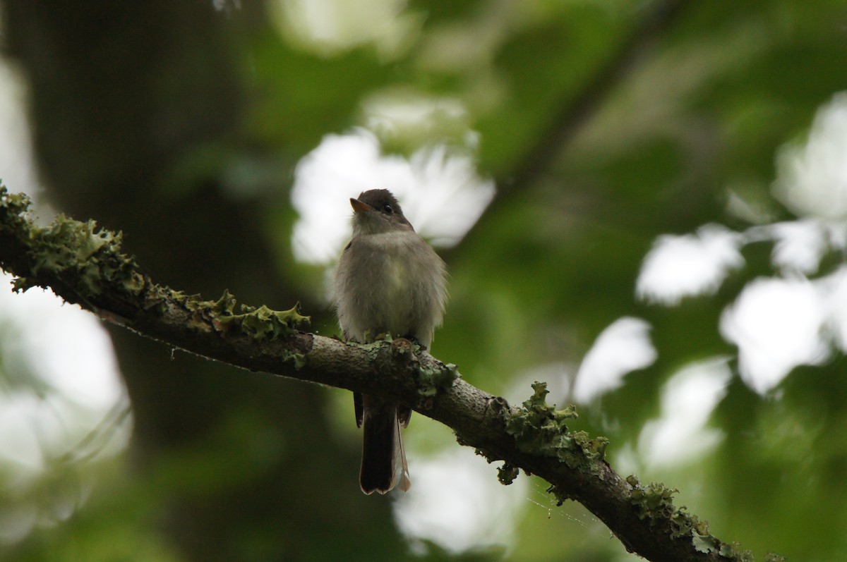 Eastern Wood-Pewee - ML637791928