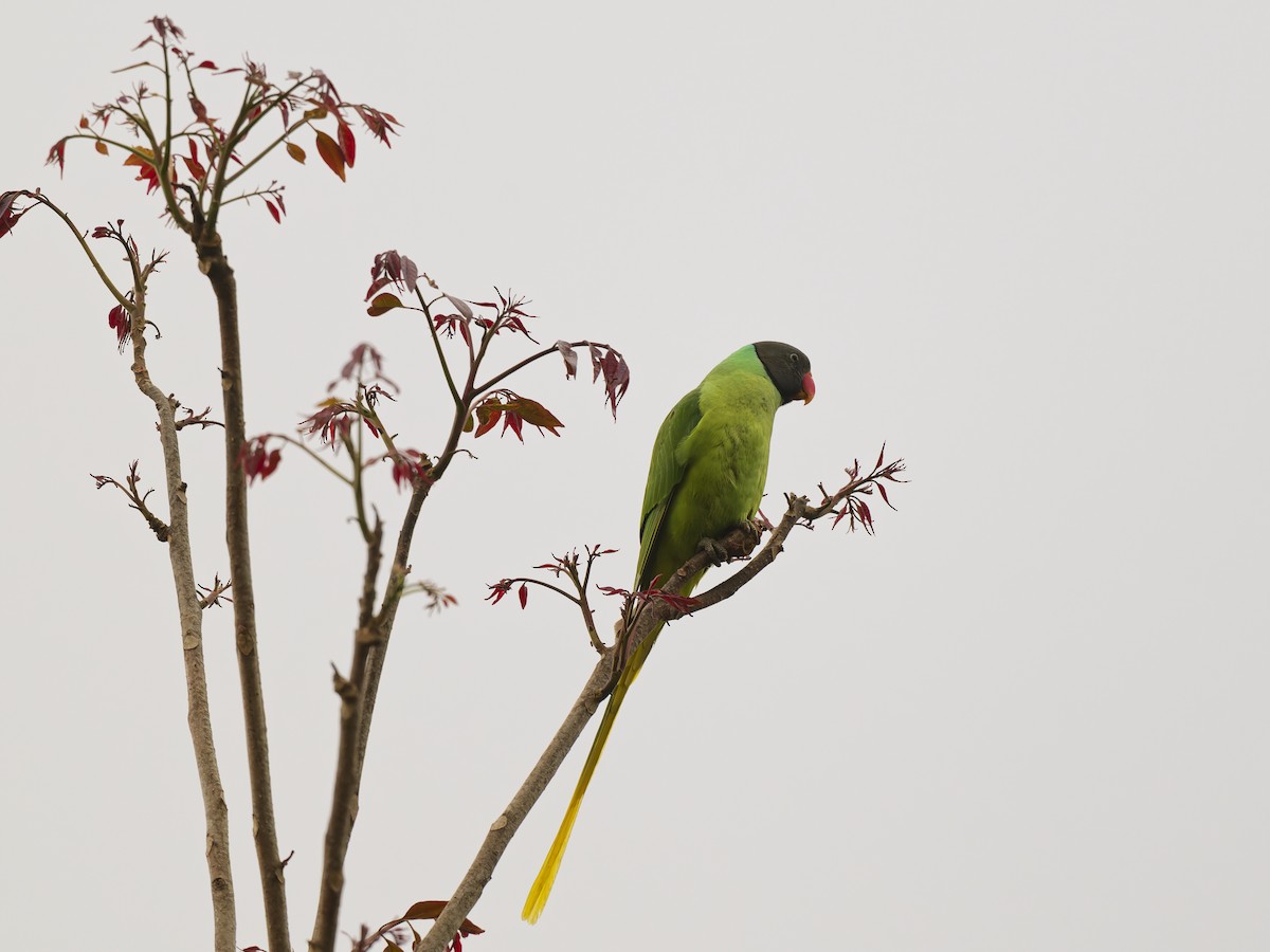Slaty-headed Parakeet - ML637791941