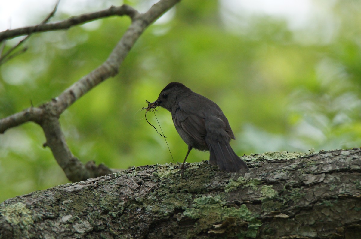 Gray Catbird - ML637791950