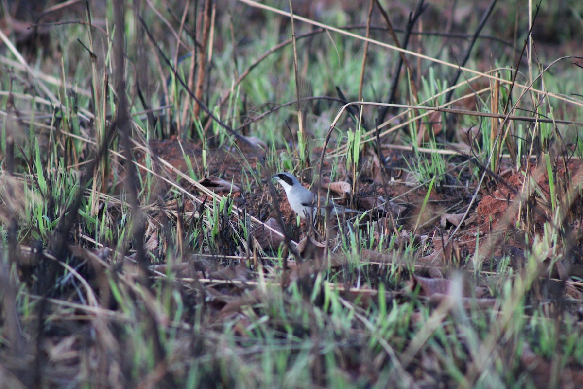 White-banded Tanager - ML637791958