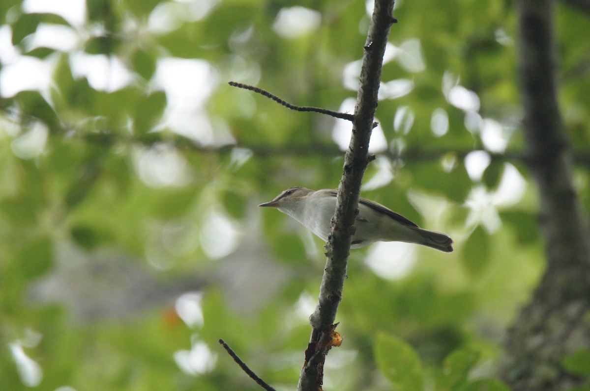 Red-eyed Vireo - ML637792005
