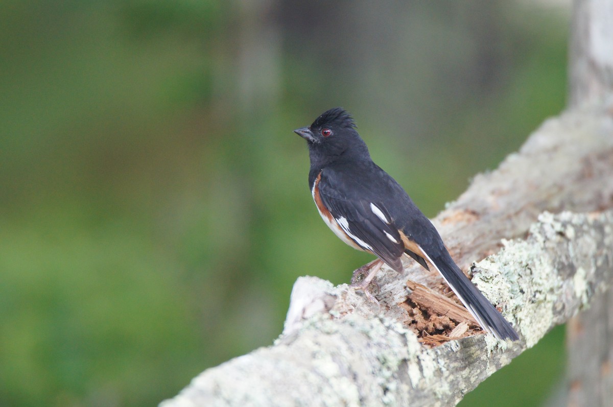 Eastern Towhee - ML637792044