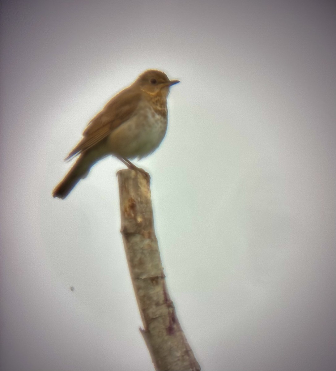 Swainson's Thrush - ML637792056