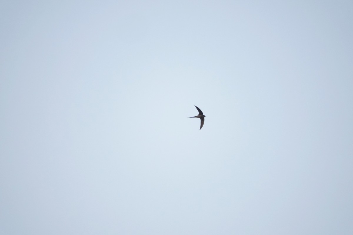 African Palm Swift - ML637792060
