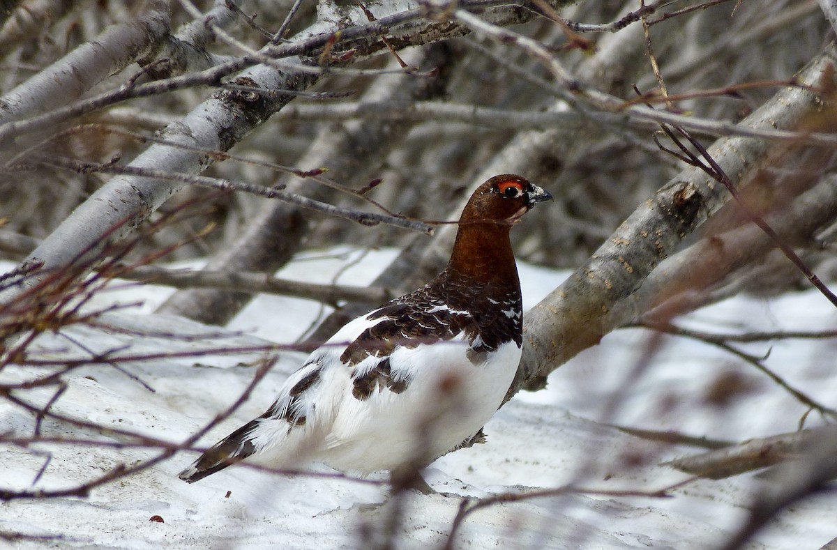 Willow Ptarmigan - ML637792089