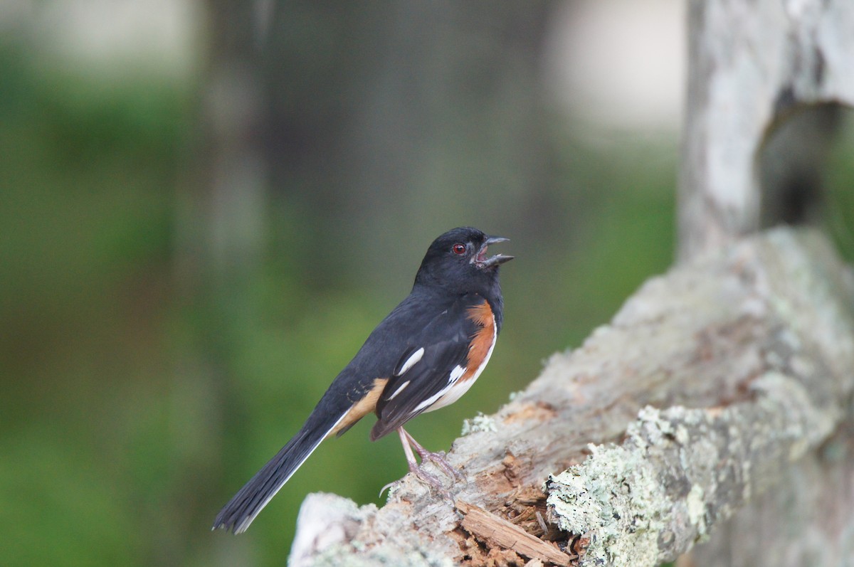 Eastern Towhee - ML637792095