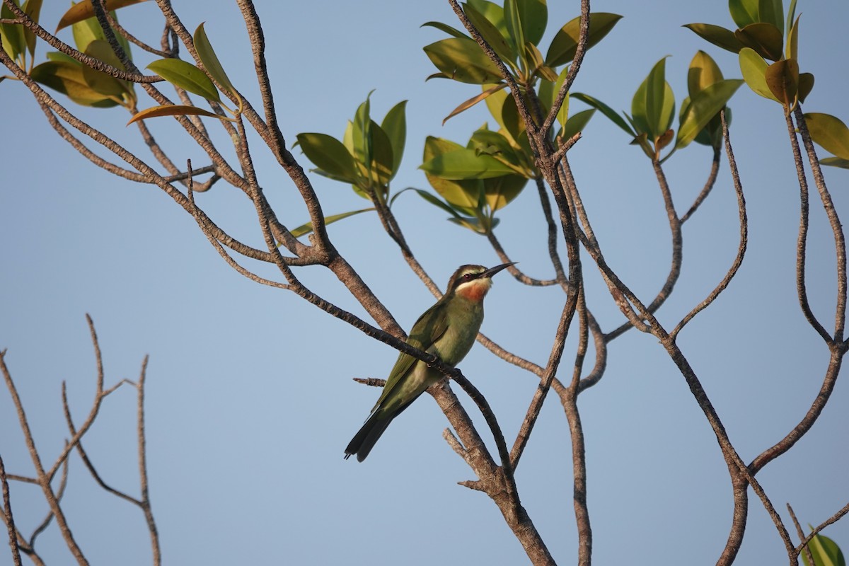 Olive Bee-eater - ML637792111