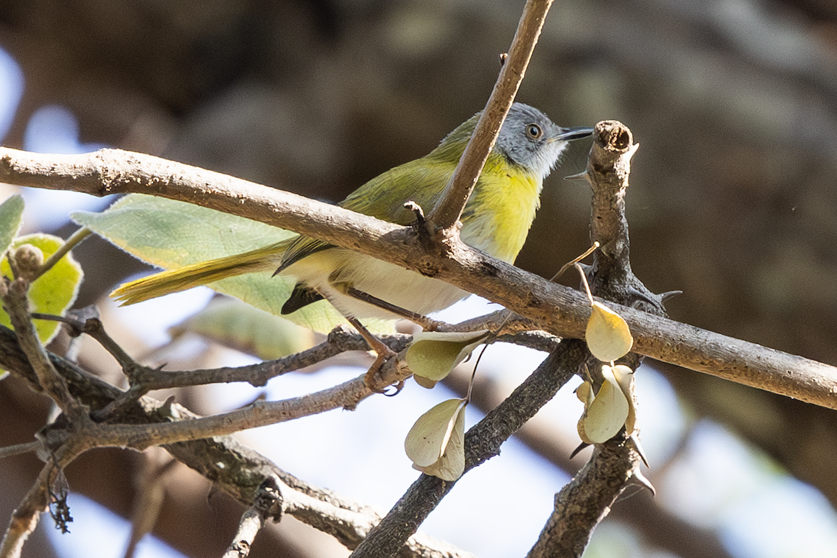 Yellow-breasted Apalis - ML637792122