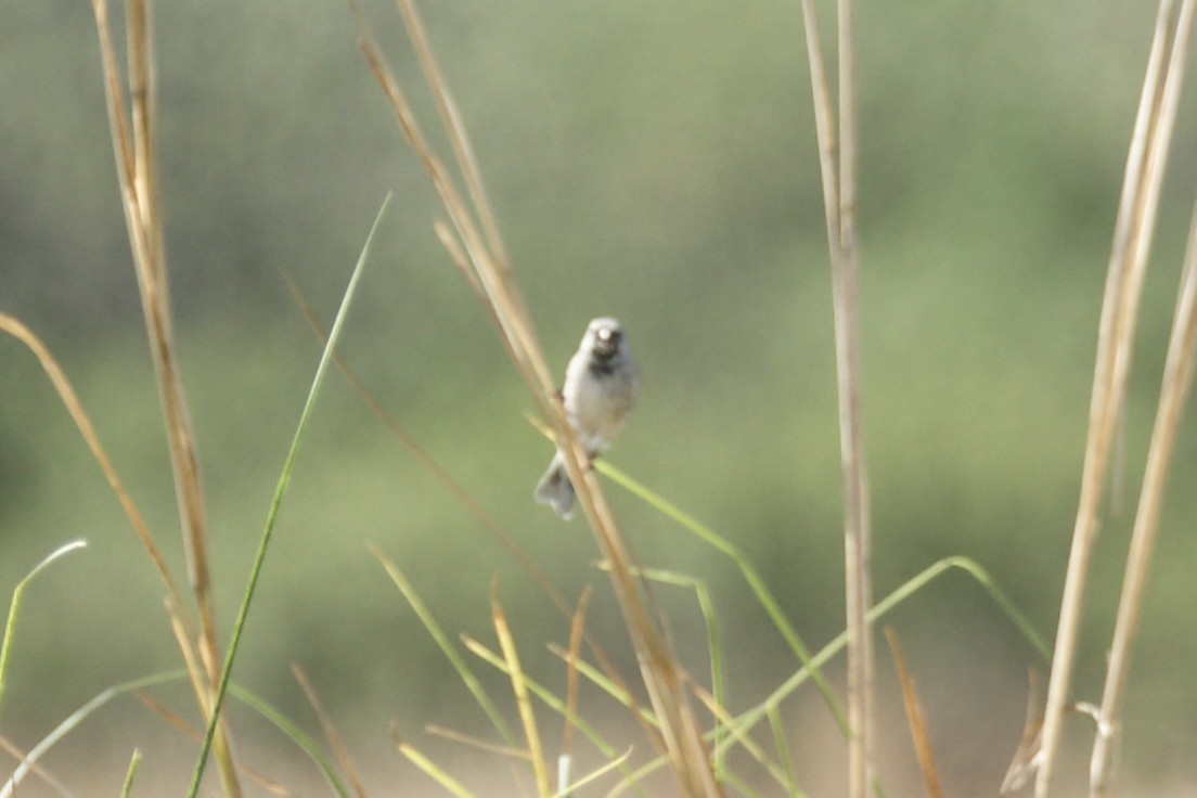 Black-throated Canary - ML637792147