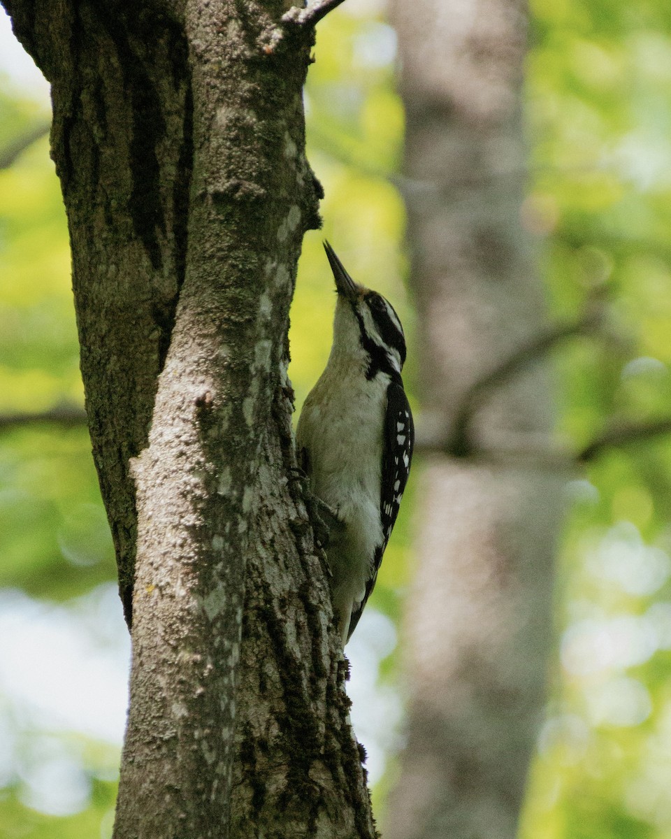 Hairy Woodpecker - ML637792165