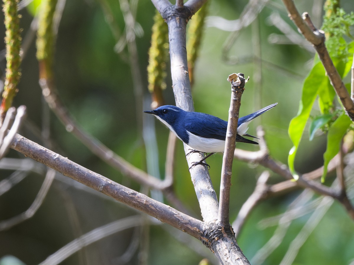 Ultramarine Flycatcher - ML637792180