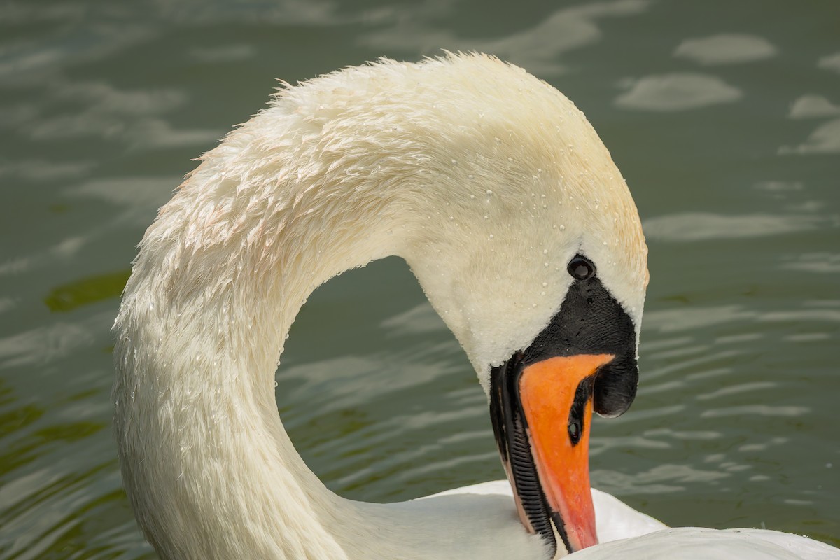 Cygne tuberculé - ML637792216