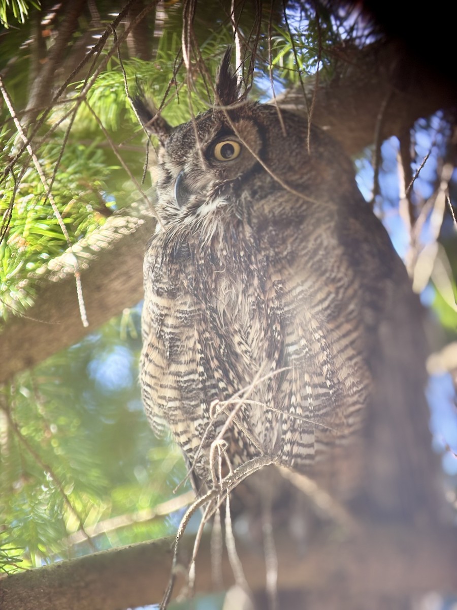 Great Horned Owl - ML637792272
