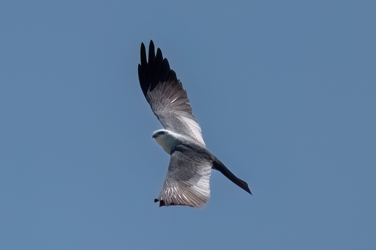 Mississippi Kite - ML637792421