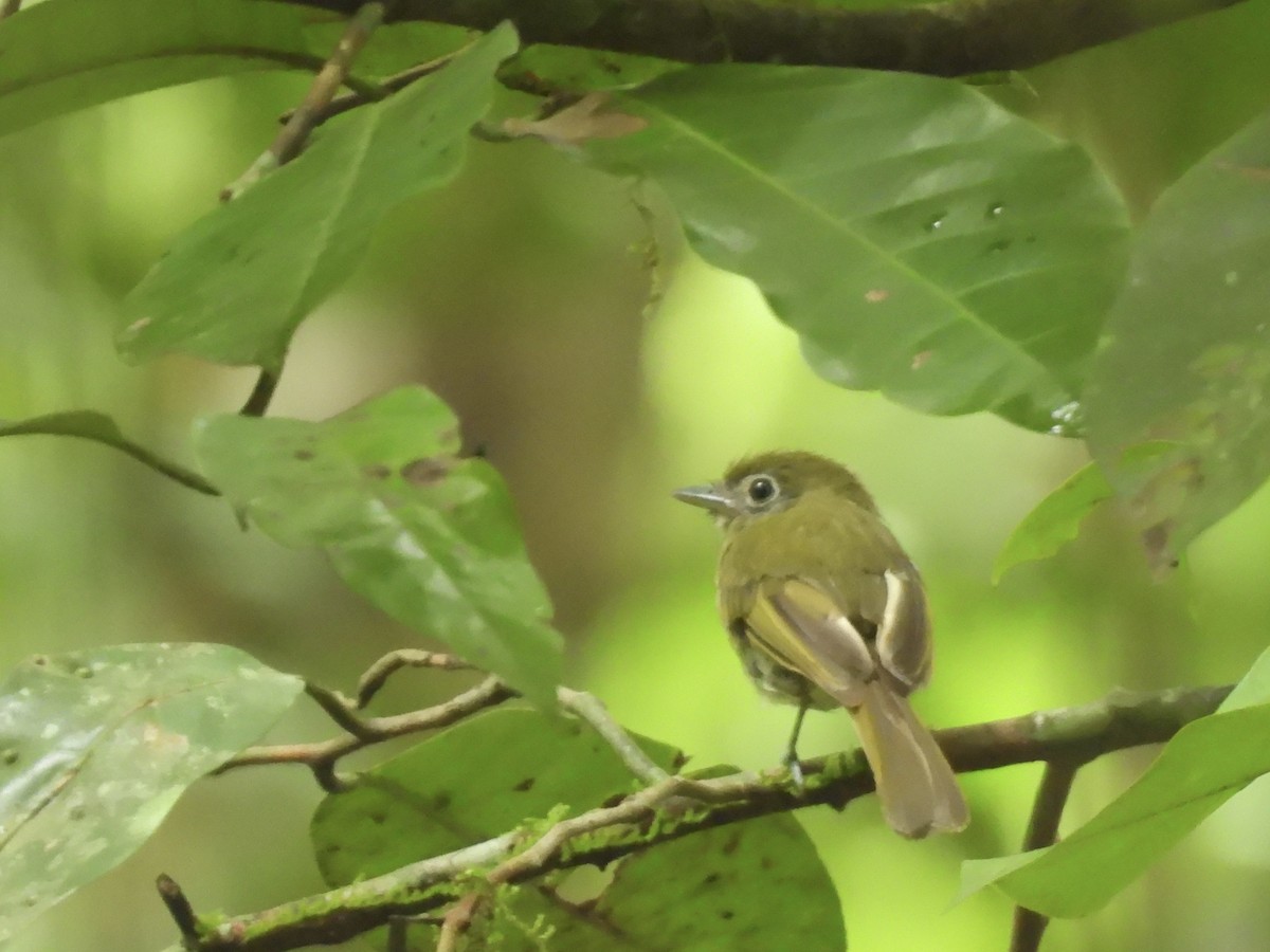 Eye-ringed Flatbill - ML637792443