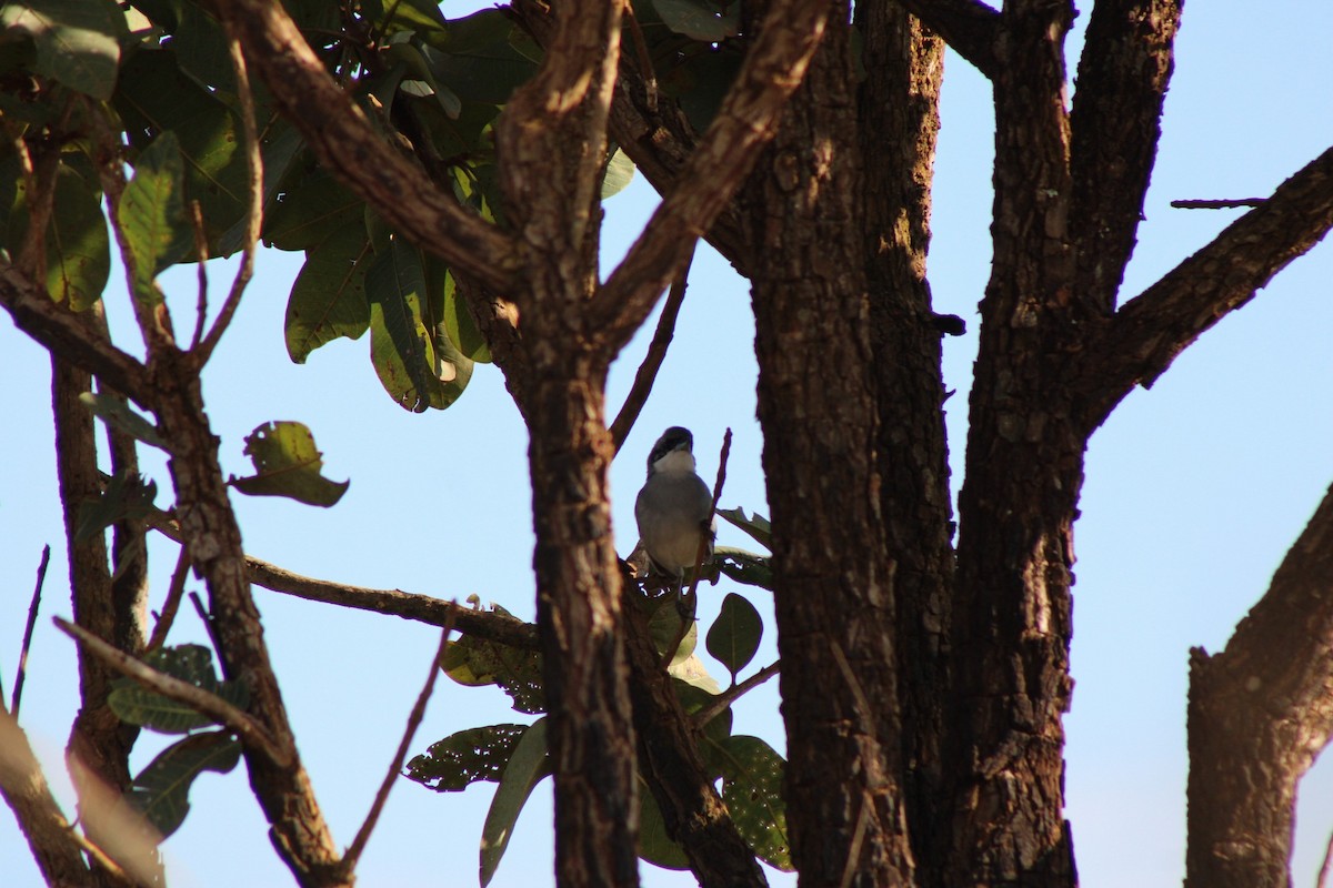 White-banded Tanager - ML637792526